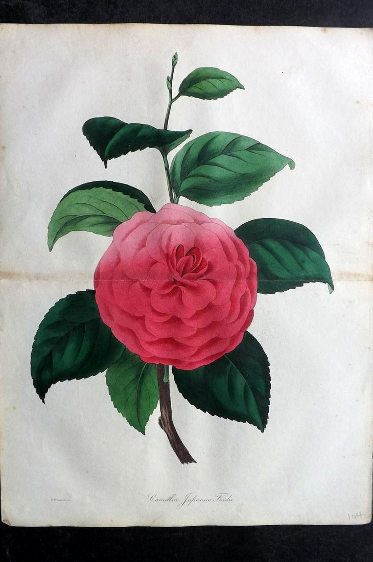 Paxton, Joseph 1836 HC Double Botanical Print. Camellia Japonica: Hand Colored Etching Published 1834-49, London for "Paxton's Magazine of Botany" by Joseph Paxton. Centre fold as published. Paper Size: 12 x 9 inch (31 x 23cm) Minor tone spotting, otherwise Good Con