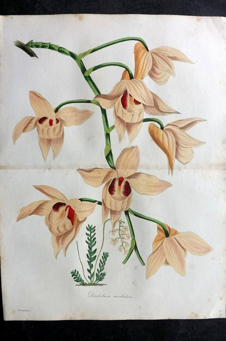 Paxton, Joseph 1836 HC Double Botanical Print. Dendrobium Orchid (1 of 2)