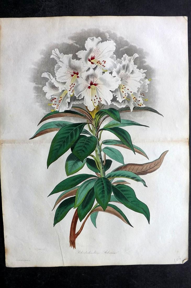 Paxton, Joseph 1836 HC Double Botanical Print. Rhododendron: Hand Colored Etching Published 1834-49, London for "Paxton's Magazine of Botany" by Joseph Paxton. Centre fold as published. Paper Size: 12 x 9 inch (31 x 23cm) Some tone spotting, otherwise Good Cond