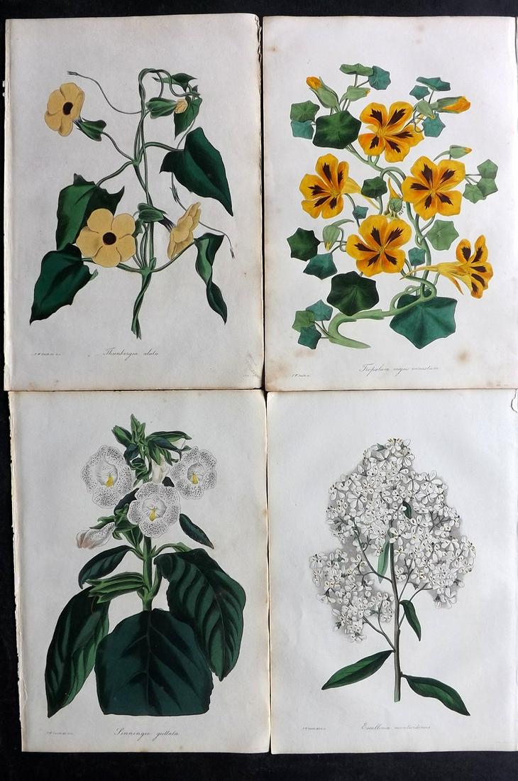 Paxton, Joseph 1836 Lot of 4 HCol Botanical Prints: Hand Colored Etchings Published 1834-49, London for "Paxton's Magazine of Botany" by Joseph Paxton. Paper Size: 9 x 6 inch (23 x 15cm) Minor tone spotting in parts. Good Condition overall