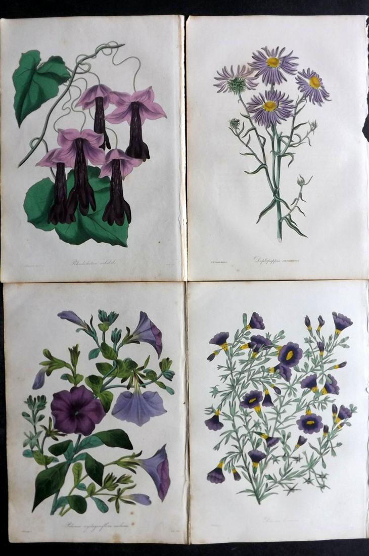 Paxton, Joseph 1836 Lot of 4 HCol Botanical Prints: Hand Colored Etchings Published 1834-49, London for "Paxton's Magazine of Botany" by Joseph Paxton. Paper Size: 9 x 6 inch (23 x 15cm) Minor tone spotting in parts. Good Condition overall