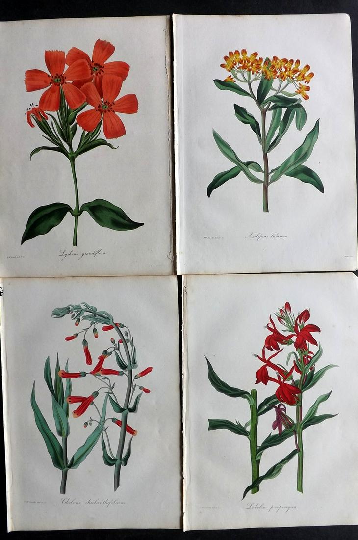 Paxton, Joseph 1836 Lot of 4 HCol Botanical Prints: Hand Colored Etchings Published 1834-49, London for "Paxton's Magazine of Botany" by Joseph Paxton. Paper Size: 9 x 6 inch (23 x 15cm) Minor tone spotting in parts. Good Condition overall