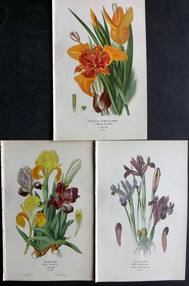 Step, Edward 1897 Lot of 3 Antique Botanical Prints. Iris (1 of 2)