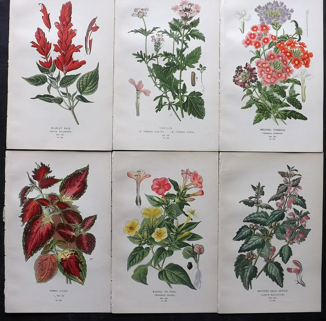 Step, Edward 1897 Lot of 6 Antique Botanical Prints: Chromolithographs Published 1896-97 by Frederick Warne & Co., London for "Favourite Flowers of Garden and Greenhouse" by Edward Step and William Watson. Paper Size: 9.5 x 6 inch (24 x 15cm) Good Condi