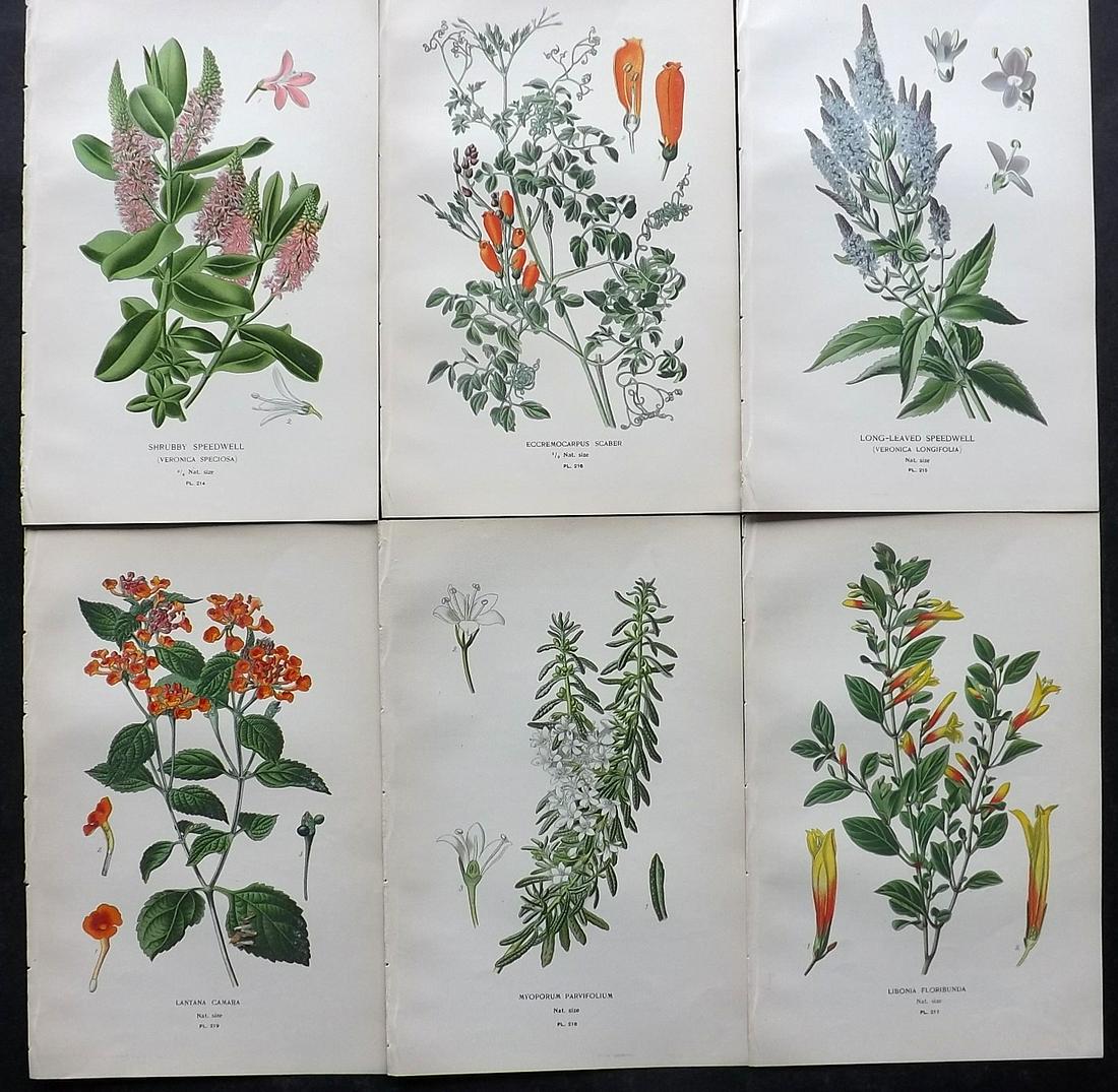 Step, Edward 1897 Lot of 6 Antique Botanical Prints: Chromolithographs Published 1896-97 by Frederick Warne & Co., London for "Favourite Flowers of Garden and Greenhouse" by Edward Step and William Watson. Paper Size: 9.5 x 6 inch (24 x 15cm) Good Condi