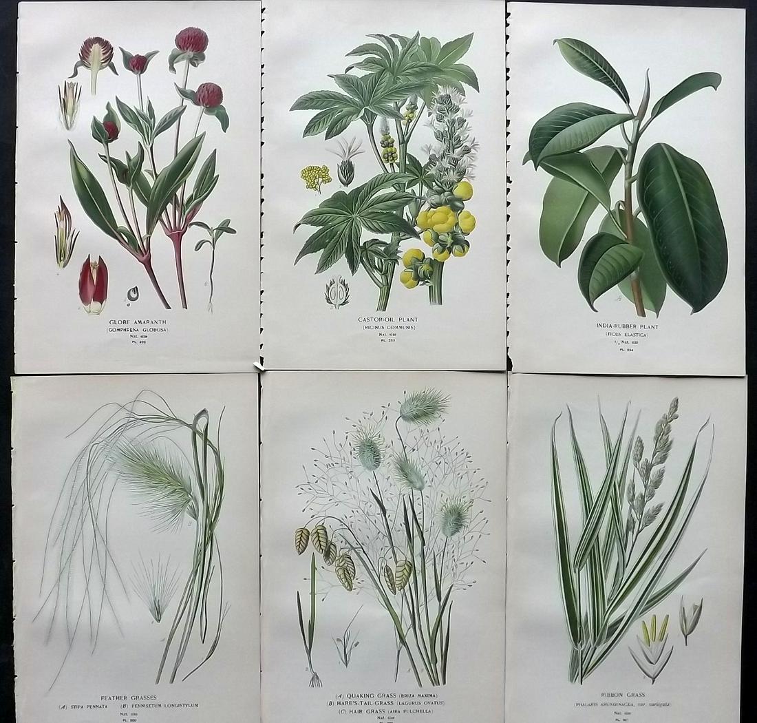 Step, Edward 1897 Lot of 6 Antique Botanical Prints: Chromolithographs Published 1896-97 by Frederick Warne & Co., London for "Favourite Flowers of Garden and Greenhouse" by Edward Step and William Watson. Paper Size: 9.5 x 6 inch (24 x 15cm) Good Condi