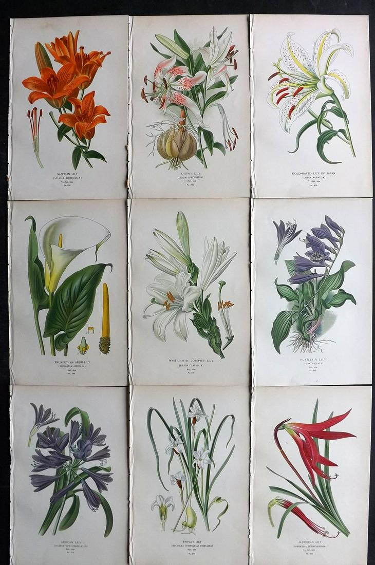 Step, Edward 1897 Lot of 9 Antique Botanical Prints. Lily Lillies: Chromolithographs Published 1896-97 by Frederick Warne & Co., London for "Favourite Flowers of Garden and Greenhouse" by Edward Step and William Watson. Paper Size: 9.5 x 6 inch (24 x 15cm) Good Condi