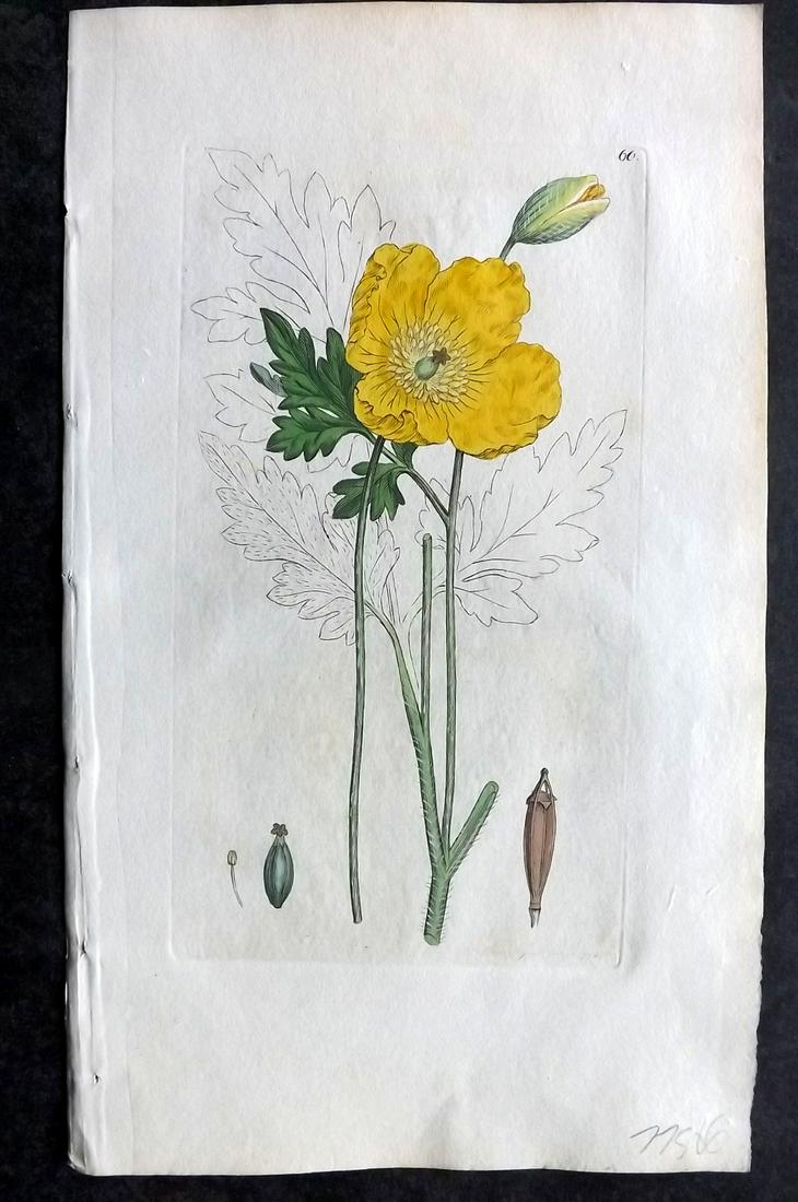 Sowerby, James C1790 Hand Col Botanical Print. Yellow Poppy (1 of 2)