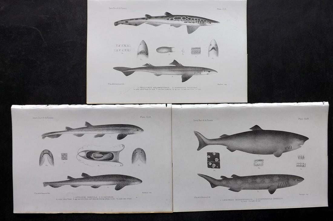 Day, Francis 1884 Lot of 3 Antique Prints. Sharks: Lithographs Published 1880-84, London for "The Fishes of Great Britain and Ireland" by Francis Day. Paper Size: 10 x 7 inch (26 x 18cm) Good Condition