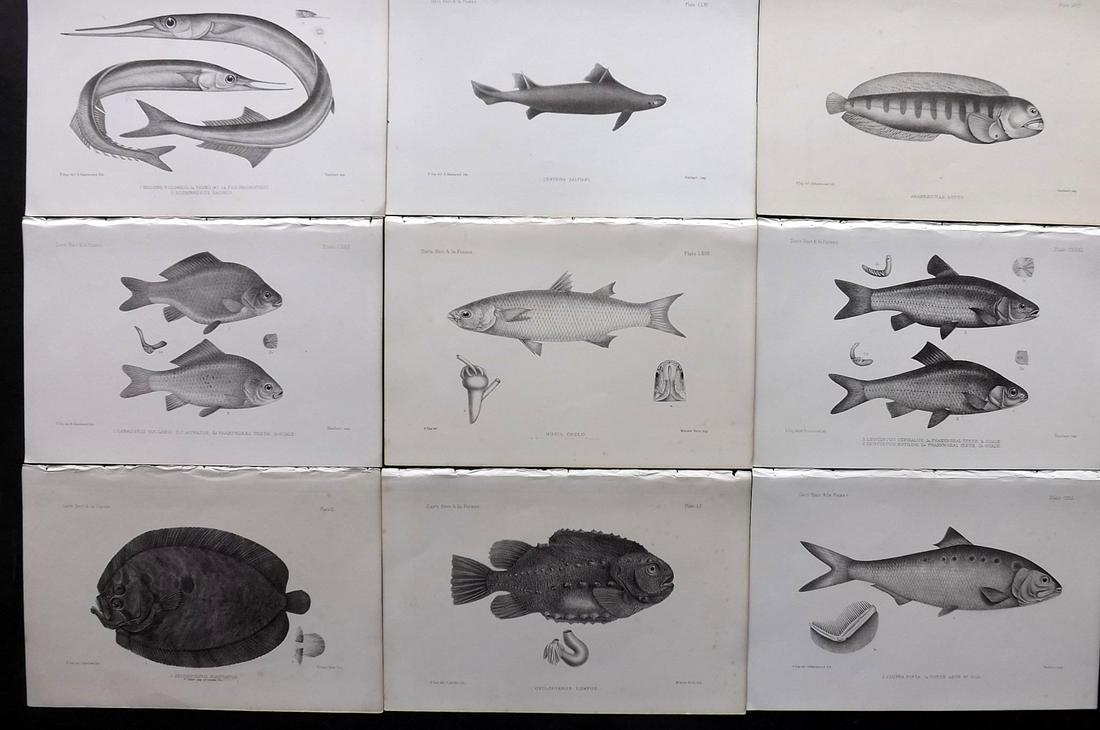 Day, Francis 1884 Lot of 9 Antique Fish Prints: Lithographs Published 1880-84, London for "The Fishes of Great Britain and Ireland" by Francis Day. Paper Size: 10 x 7 inch (26 x 18cm) Good Condition