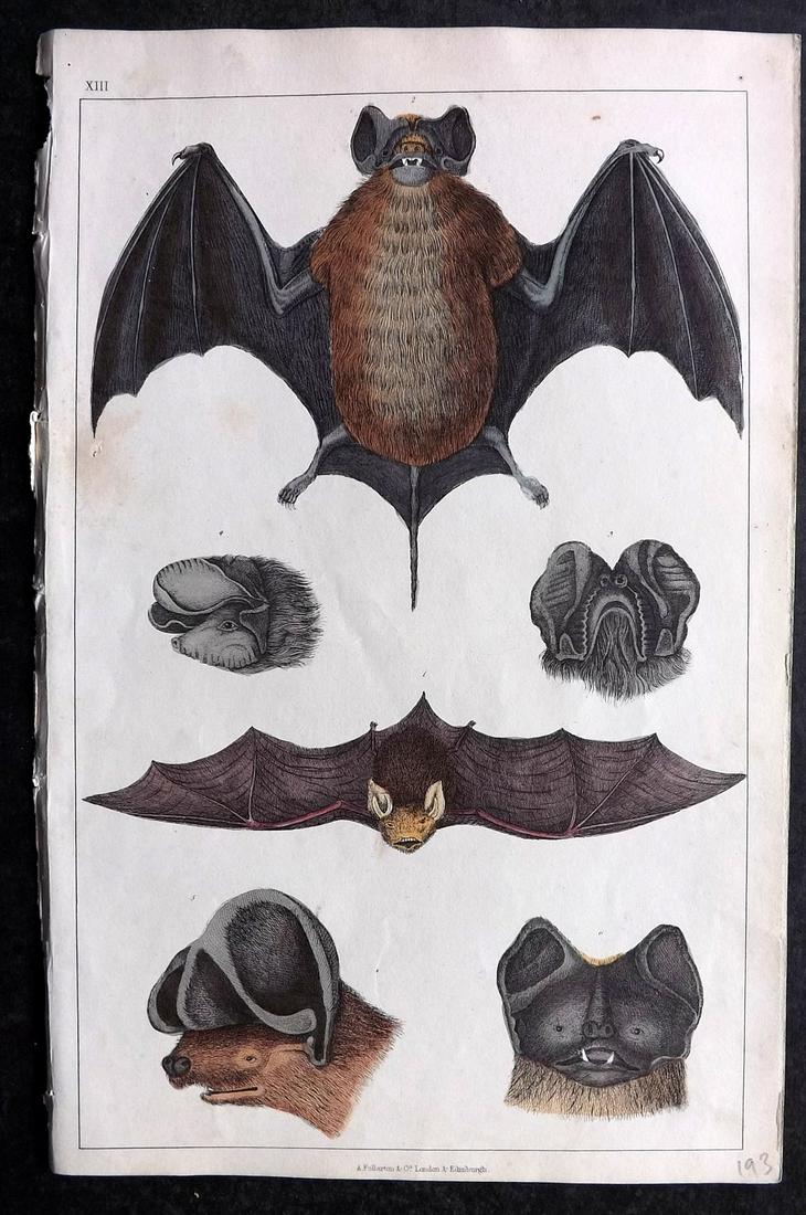 Goldsmith, Oliver 1852 Hand Col Print. Bats (1 of 2)
