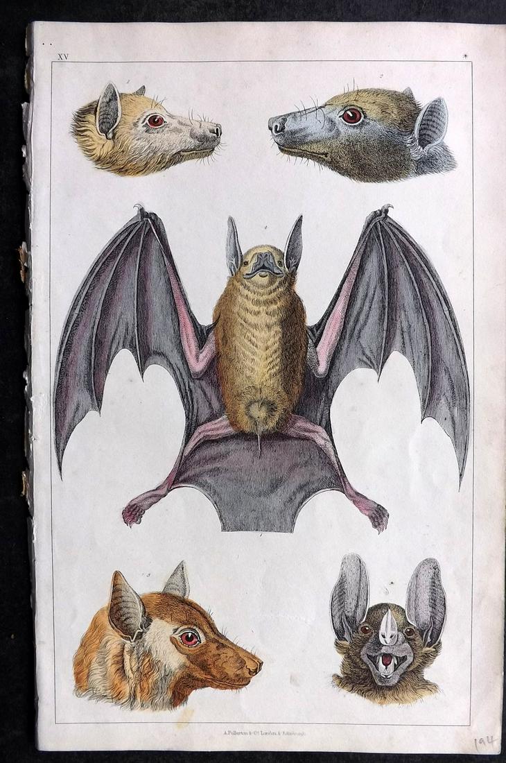 Goldsmith, Oliver 1852 Hand Col Print. Bats (1 of 2)