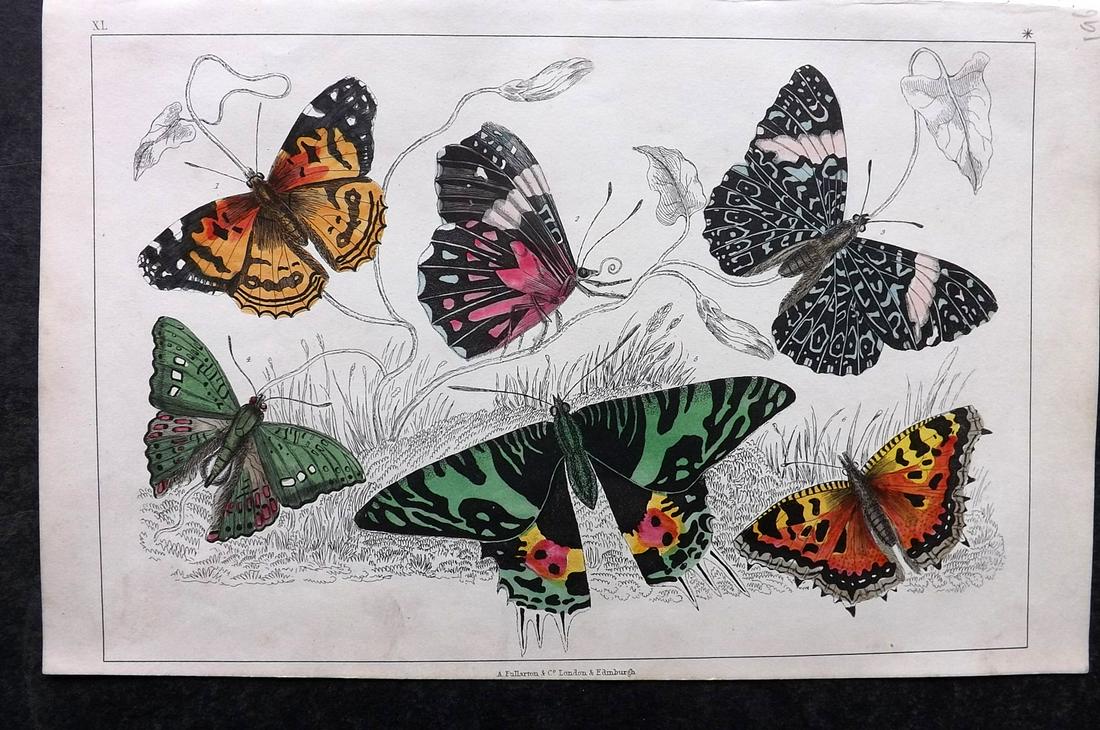 Goldsmith, Oliver 1852 Hand Col Print. Butterflies (1 of 2)