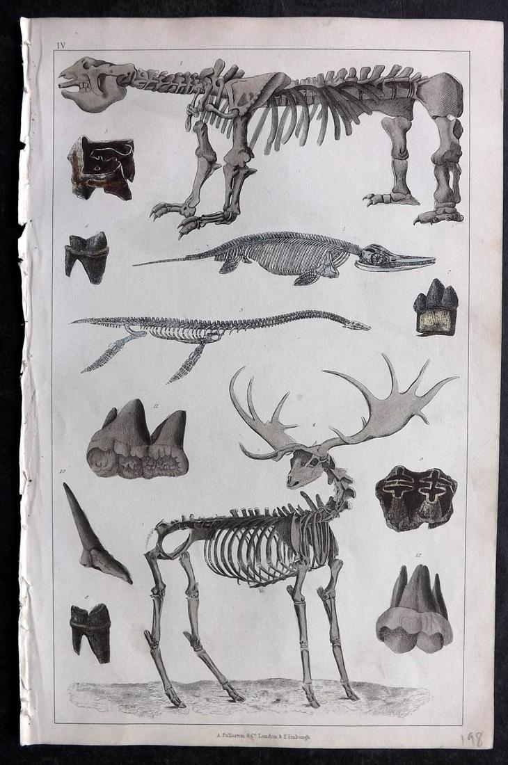 Goldsmith, Oliver 1852 Hand Col Print. Fossil Skeletons - Extinct Animals (1 of 2)