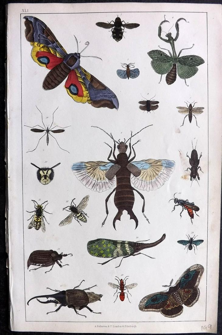 Goldsmith, Oliver 1852 Hand Col Print. Moth, Insects, Praying Mantis (1 of 2)