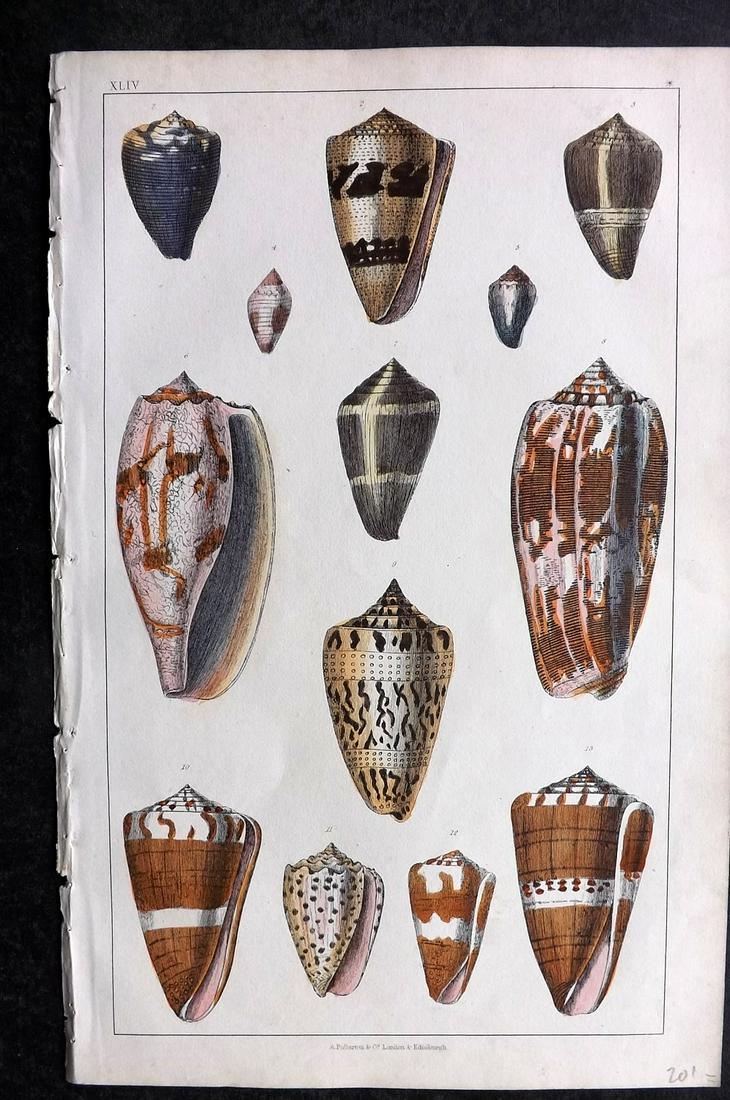 Goldsmith, Oliver 1852 Hand Col Print. Shells (1 of 2)