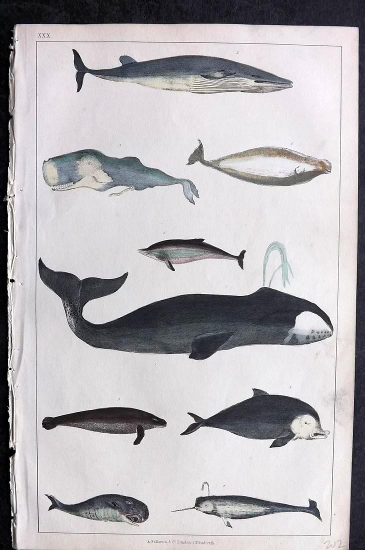 Goldsmith, Oliver 1852 Hand Col Print. Whales, Dolphin, Narwhal (1 of 2)