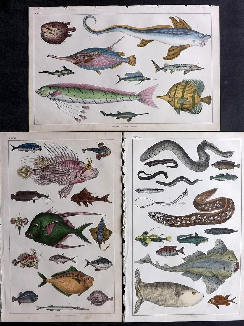 Goldsmith, Oliver 1852 Lot of 3 Hand Col Prints. Fish (1 of 2)