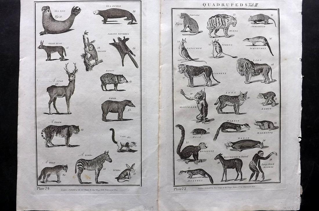 Howard, George C1790 Pair of Folio Quadruped Prints (1 of 2)