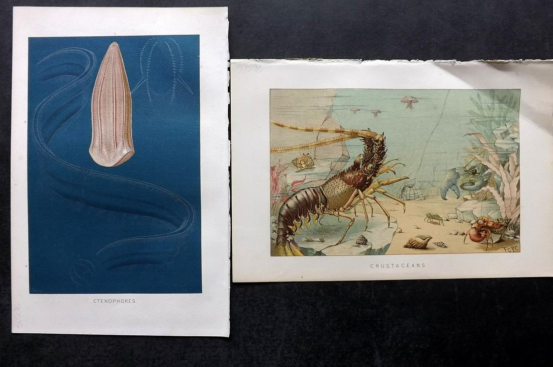 Lydekker, Richard 1896 Pair of Antique Sea Life Prints. Prawn, Jellyfish: Chromolithographs Published 1894-96, London for "The Royal Natural History" by Richard Lydekker. Illustrated by Smit, Keulemans, Wolf and others. Paper Size: 10 x 6.5 inch (25 x 16.5cm) Very minor mar