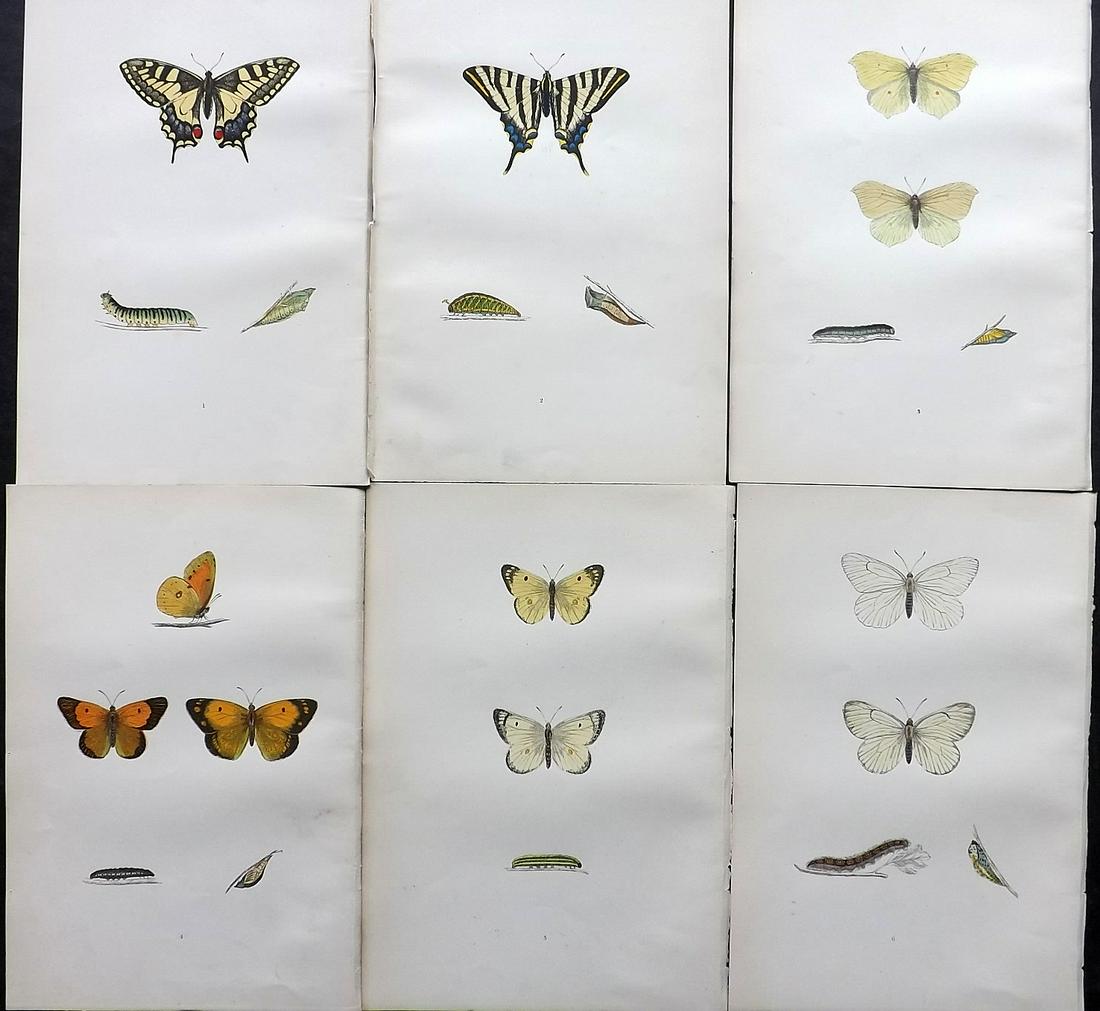 Morris, Francis 1891 Lot of 6 Antique Butterfly Prints: Woodblocks Published 1892, London for "A History of British Butterflies" By the Rev. Francis Orpen Morris. Printed in colours and finished by hand. Paper Size: 10 x 7 inch (25 x 18cm) Good Condition