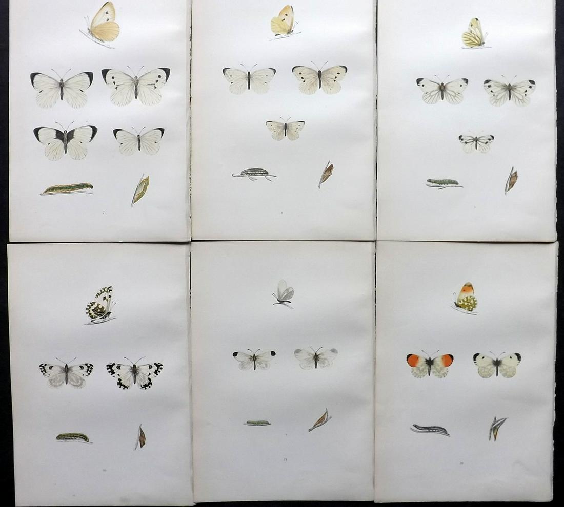 Morris, Francis 1891 Lot of 6 Antique Butterfly Prints: Woodblocks Published 1892, London for "A History of British Butterflies" By the Rev. Francis Orpen Morris. Printed in colours and finished by hand. Paper Size: 10 x 7 inch (25 x 18cm) Good Condition