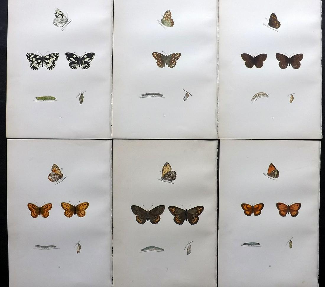 Morris, Francis 1891 Lot of 6 Antique Butterfly Prints: Woodblocks Published 1892, London for "A History of British Butterflies" By the Rev. Francis Orpen Morris. Printed in colours and finished by hand. Paper Size: 10 x 7 inch (25 x 18cm) Good Condition