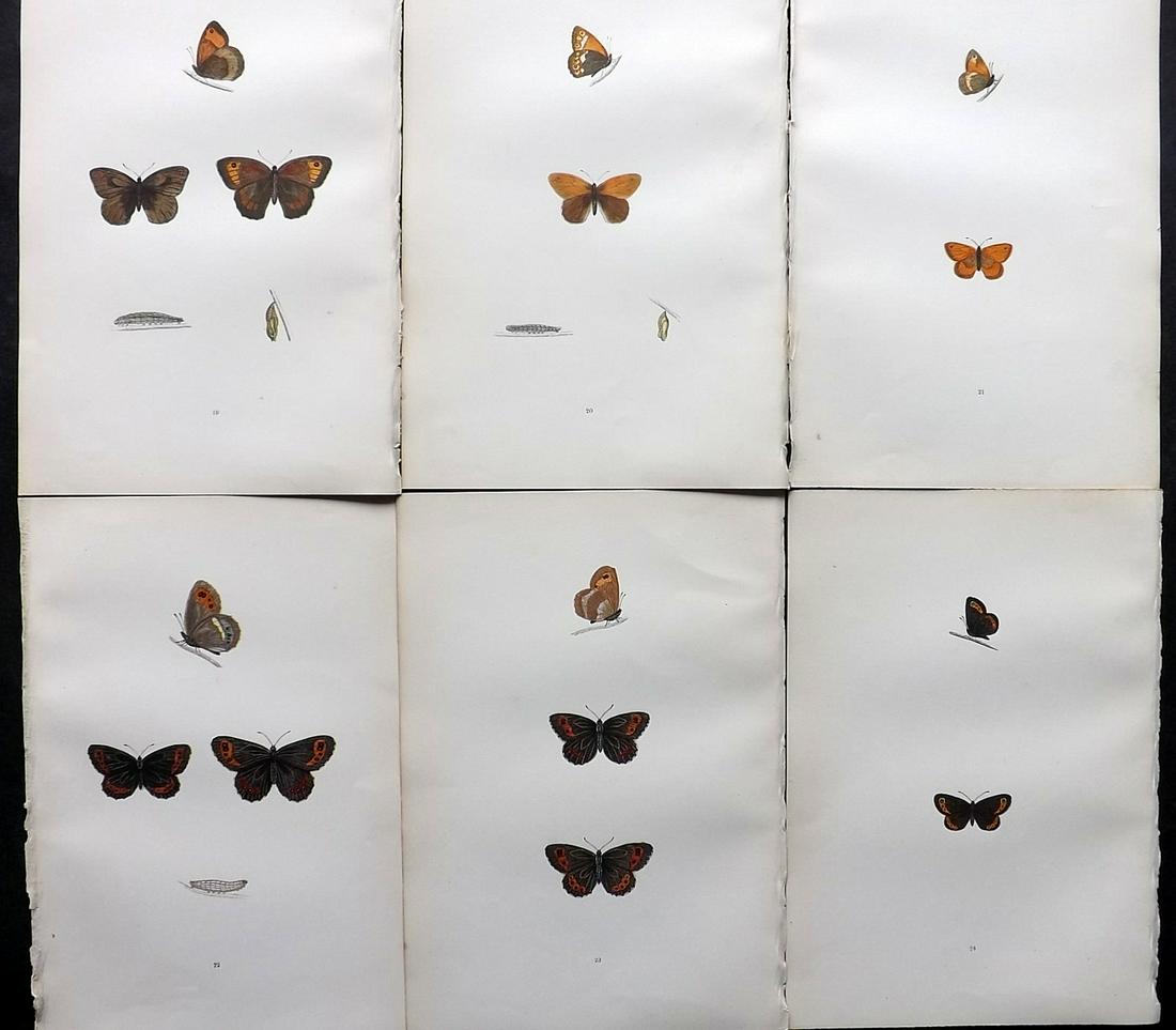 Morris, Francis 1891 Lot of 6 Antique Butterfly Prints: Woodblocks Published 1892, London for "A History of British Butterflies" By the Rev. Francis Orpen Morris. Printed in colours and finished by hand. Paper Size: 10 x 7 inch (25 x 18cm) Good Condition