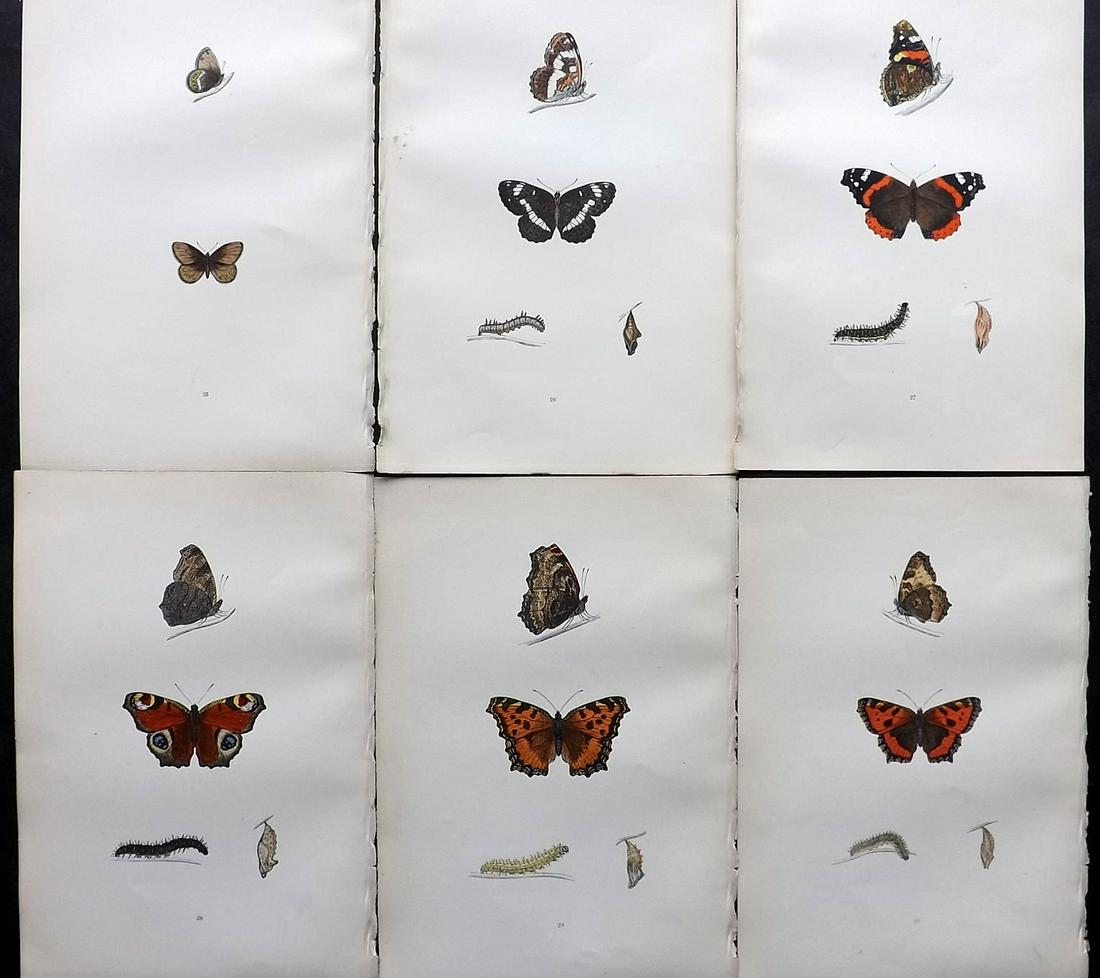 Morris, Francis 1891 Lot of 6 Antique Butterfly Prints: Woodblocks Published 1892, London for "A History of British Butterflies" By the Rev. Francis Orpen Morris. Printed in colours and finished by hand. Paper Size: 10 x 7 inch (25 x 18cm) Good Condition