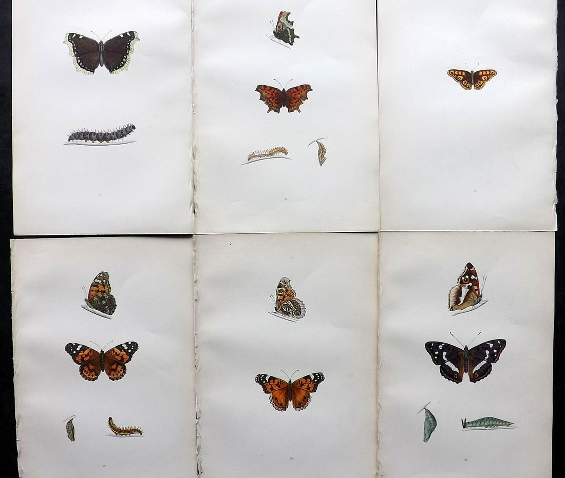 Morris, Francis 1891 Lot of 6 Antique Butterfly Prints: Woodblocks Published 1892, London for "A History of British Butterflies" By the Rev. Francis Orpen Morris. Printed in colours and finished by hand. Paper Size: 10 x 7 inch (25 x 18cm) Good Condition