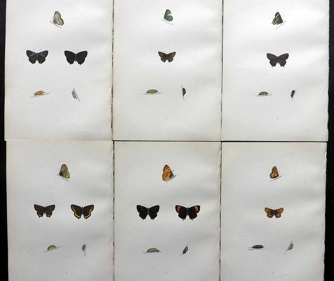 Morris, Francis 1891 Lot of 6 Antique Butterfly Prints: Woodblocks Published 1892, London for "A History of British Butterflies" By the Rev. Francis Orpen Morris. Printed in colours and finished by hand. Paper Size: 10 x 7 inch (25 x 18cm) Good Condition