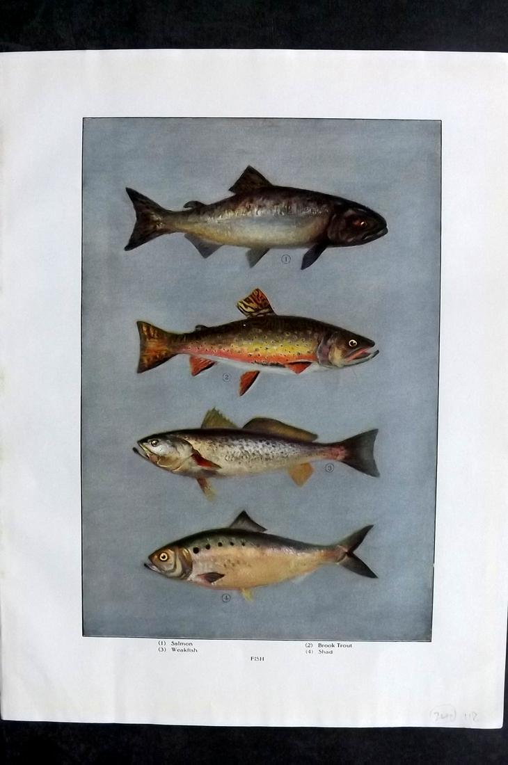 Ward, Artemas 1911 Fish Print. Salmon, Trout, Shad: Offset Lithograph Published 1911, New York for "The Grocer's Encyclopedia" Compiled by Artemas Ward. Paper Size: 11 x 8.5 (28 x 22cm) Good Condition