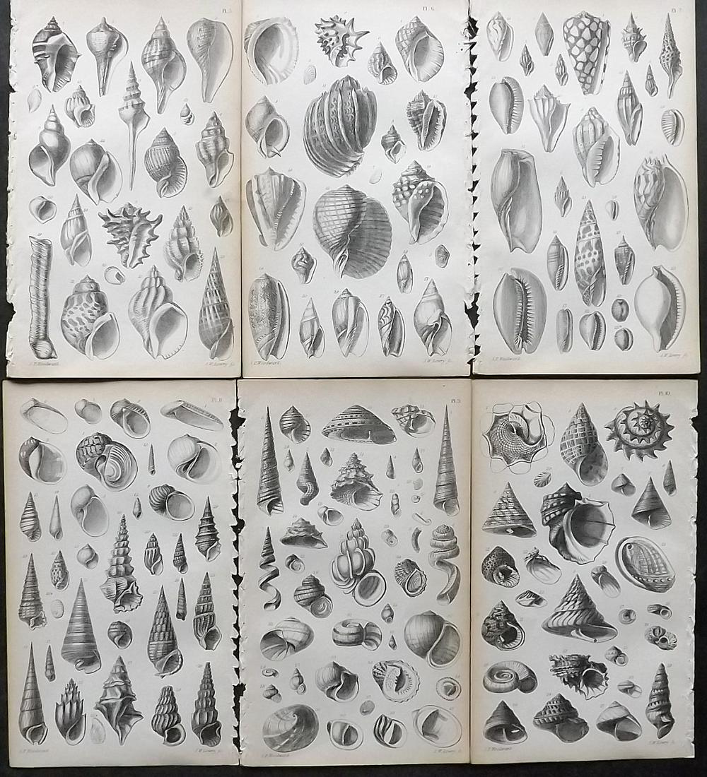 Woodward, S. P. 1866 Lot of 6 Antique Shell Prints (1 of 2)