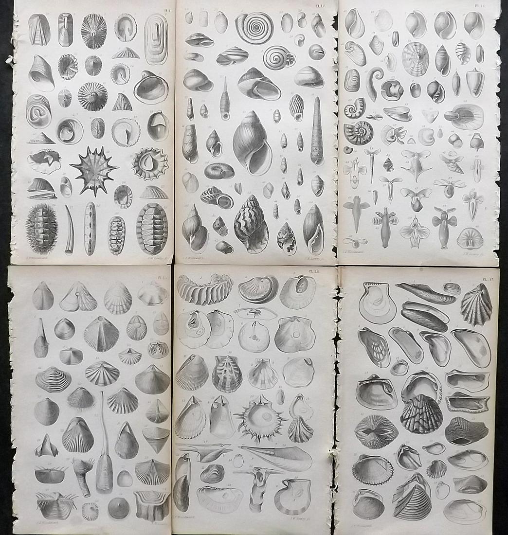 Woodward, S. P. 1866 Lot of 6 Antique Shell Prints (1 of 2)