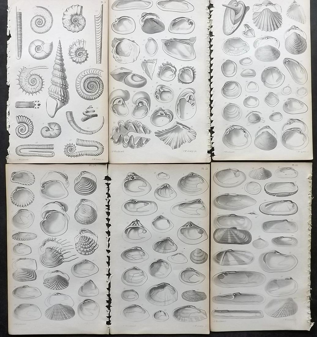 Woodward, S. P. 1866 Lot of 6 Antique Shell Prints (1 of 2)