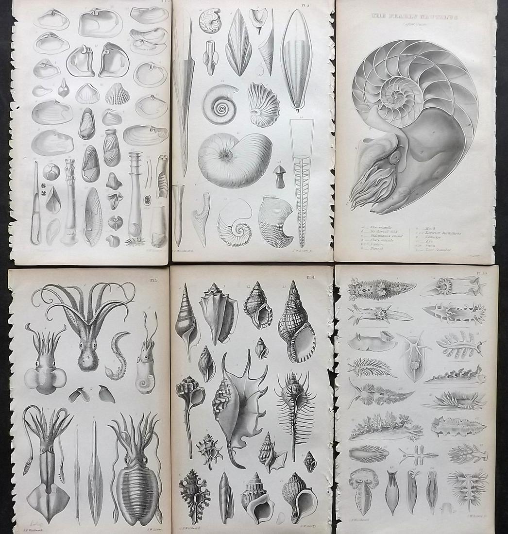 Woodward, S. P. 1866 Lot of 6 Antique Shell Prints (1 of 2)