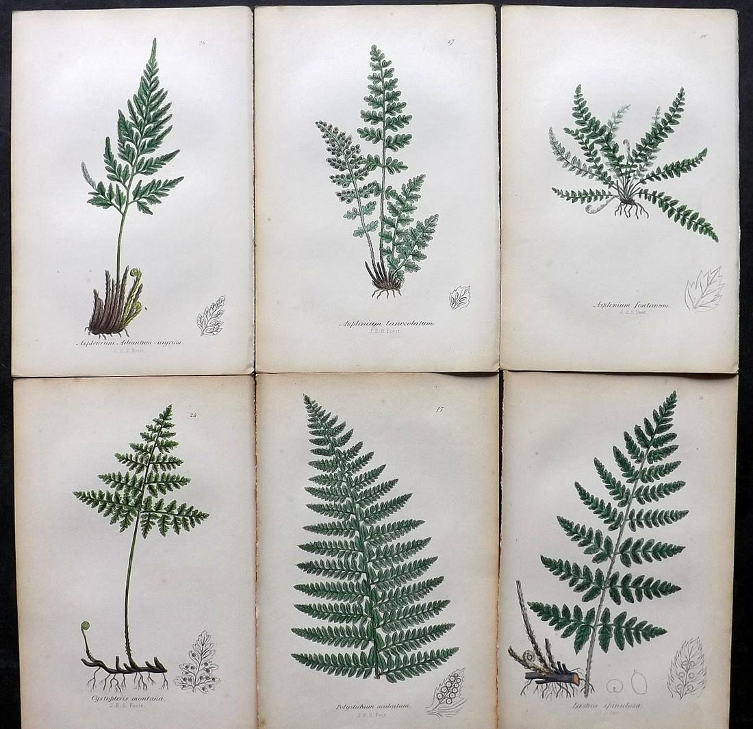 Johnson, Charles 1859 Lot of 6 Hand Col Fern Prints: Hand Coloured Lithographs Published 1859, London for "The Ferns of Great Britain" by Charles Johnson. Illustrated by John E. Sowerby. Paper Size: 9 x 6 inch (23 x 15cm) Good Condition