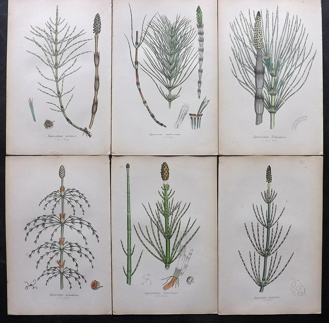 Johnson, Charles 1859 Lot of 6 Hand Col Fern Prints: Hand Coloured Lithographs Published 1859, London for "The Ferns of Great Britain" by Charles Johnson. Illustrated by John E. Sowerby. Paper Size: 9 x 6 inch (23 x 15cm) Good Condition