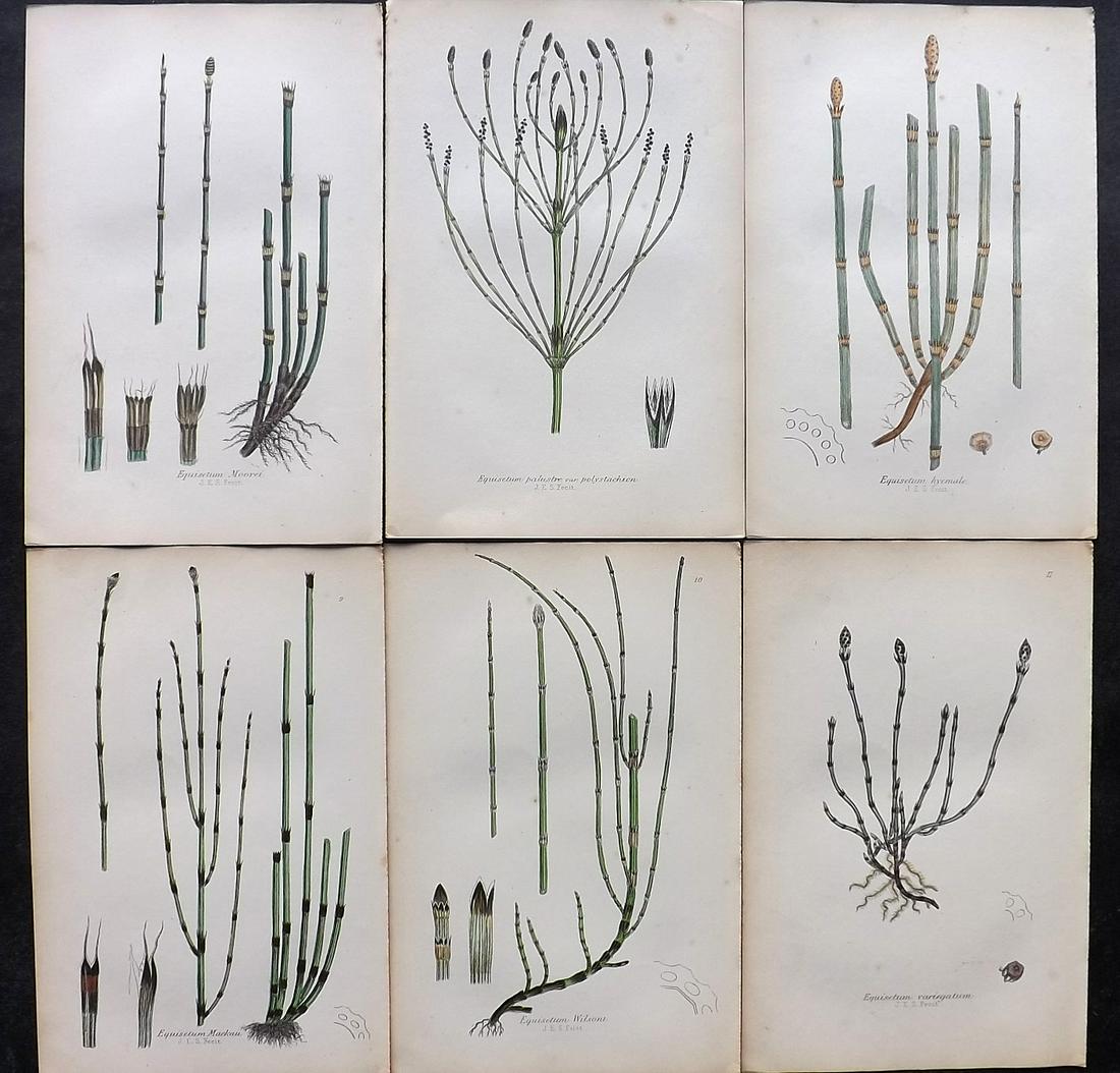 Johnson, Charles 1859 Lot of 6 Hand Col Fern Prints: Hand Coloured Lithographs Published 1859, London for "The Ferns of Great Britain" by Charles Johnson. Illustrated by John E. Sowerby. Paper Size: 9 x 6 inch (23 x 15cm) Good Condition
