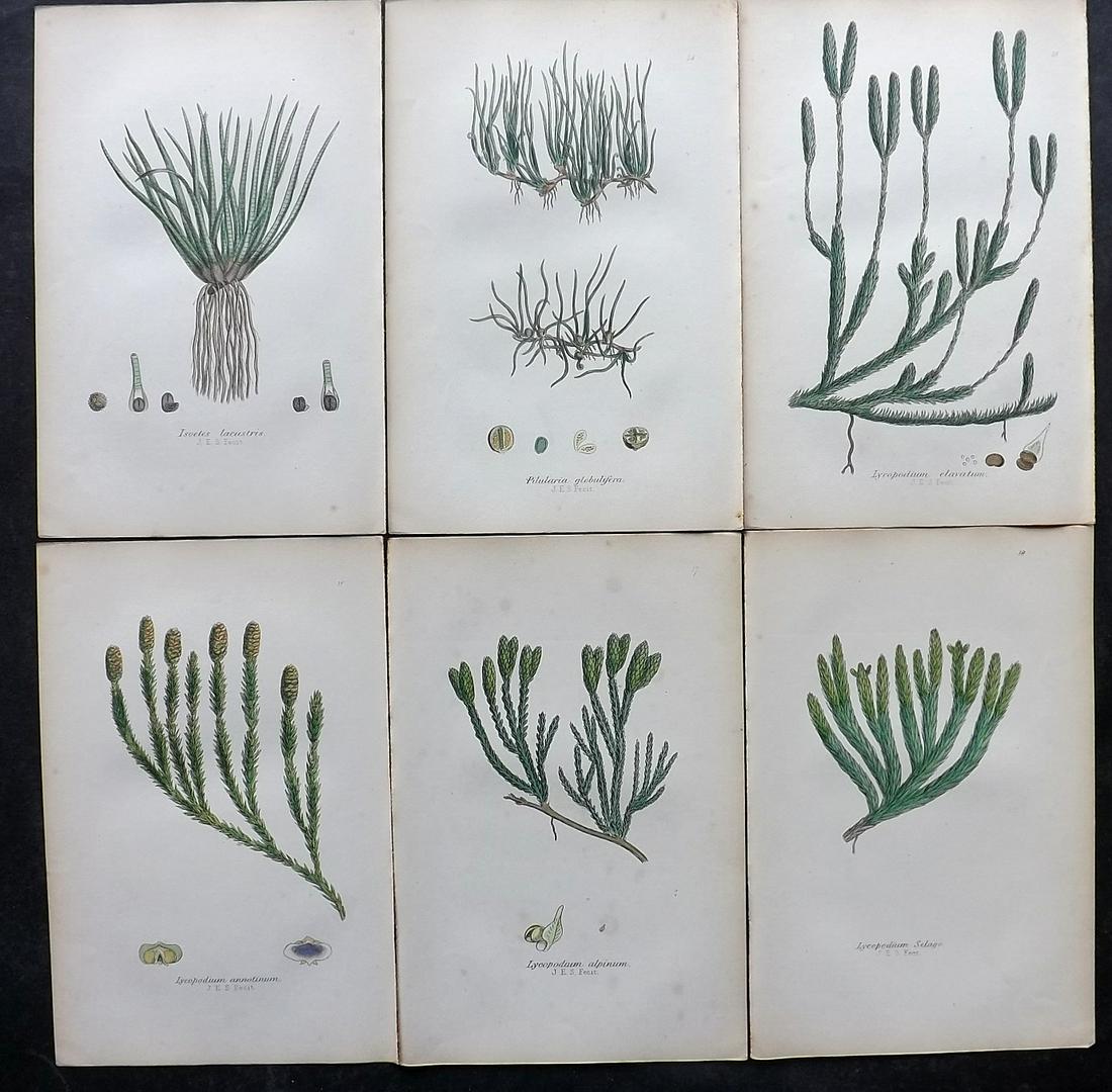 Johnson, Charles 1859 Lot of 6 Hand Col Fern Prints: Hand Coloured Lithographs Published 1859, London for "The Ferns of Great Britain" by Charles Johnson. Illustrated by John E. Sowerby. Paper Size: 9 x 6 inch (23 x 15cm) Good Condition