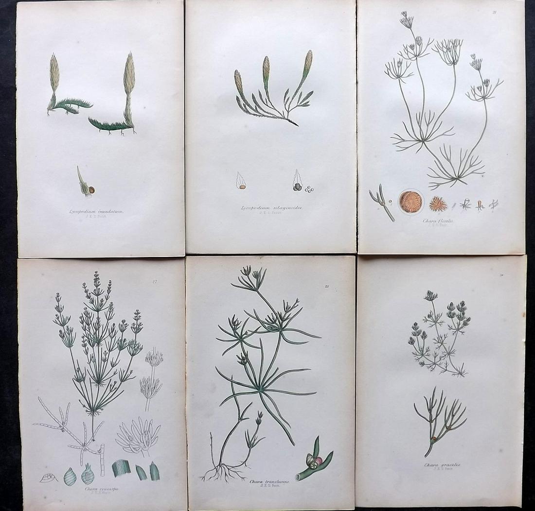 Johnson, Charles 1859 Lot of 6 Hand Col Fern Prints: Hand Coloured Lithographs Published 1859, London for "The Ferns of Great Britain" by Charles Johnson. Illustrated by John E. Sowerby. Paper Size: 9 x 6 inch (23 x 15cm) Good Condition