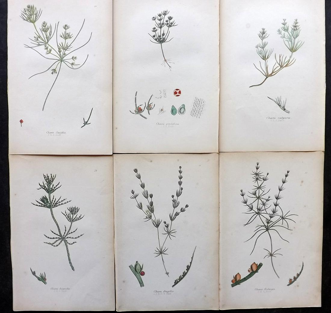 Johnson, Charles 1859 Lot of 6 Hand Col Fern Prints: Hand Coloured Lithographs Published 1859, London for "The Ferns of Great Britain" by Charles Johnson. Illustrated by John E. Sowerby. Paper Size: 9 x 6 inch (23 x 15cm) Good Condition