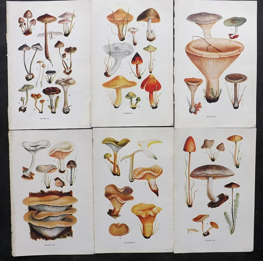 Massee, George 1911 Lot of 6 Antique Mushroom Prints: Offset Lithograph Published 1911, London for "British Fungi With a Chapter on Lichens" by George Massee. Paper Size: 8 x 5.5 inch (20 x 14cm) Good Condition