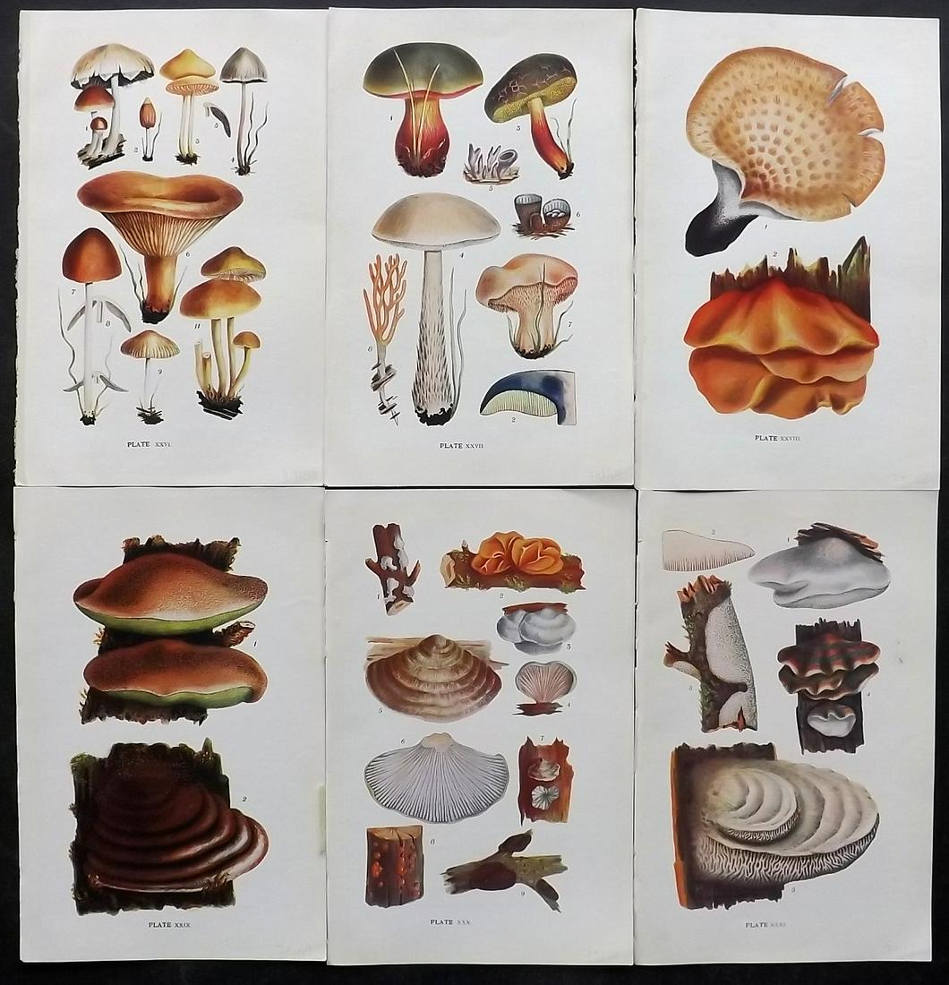 Massee, George 1911 Lot of 6 Antique Mushroom Prints: Offset Lithograph Published 1911, London for "British Fungi With a Chapter on Lichens" by George Massee. Paper Size: 8 x 5.5 inch (20 x 14cm) Good Condition