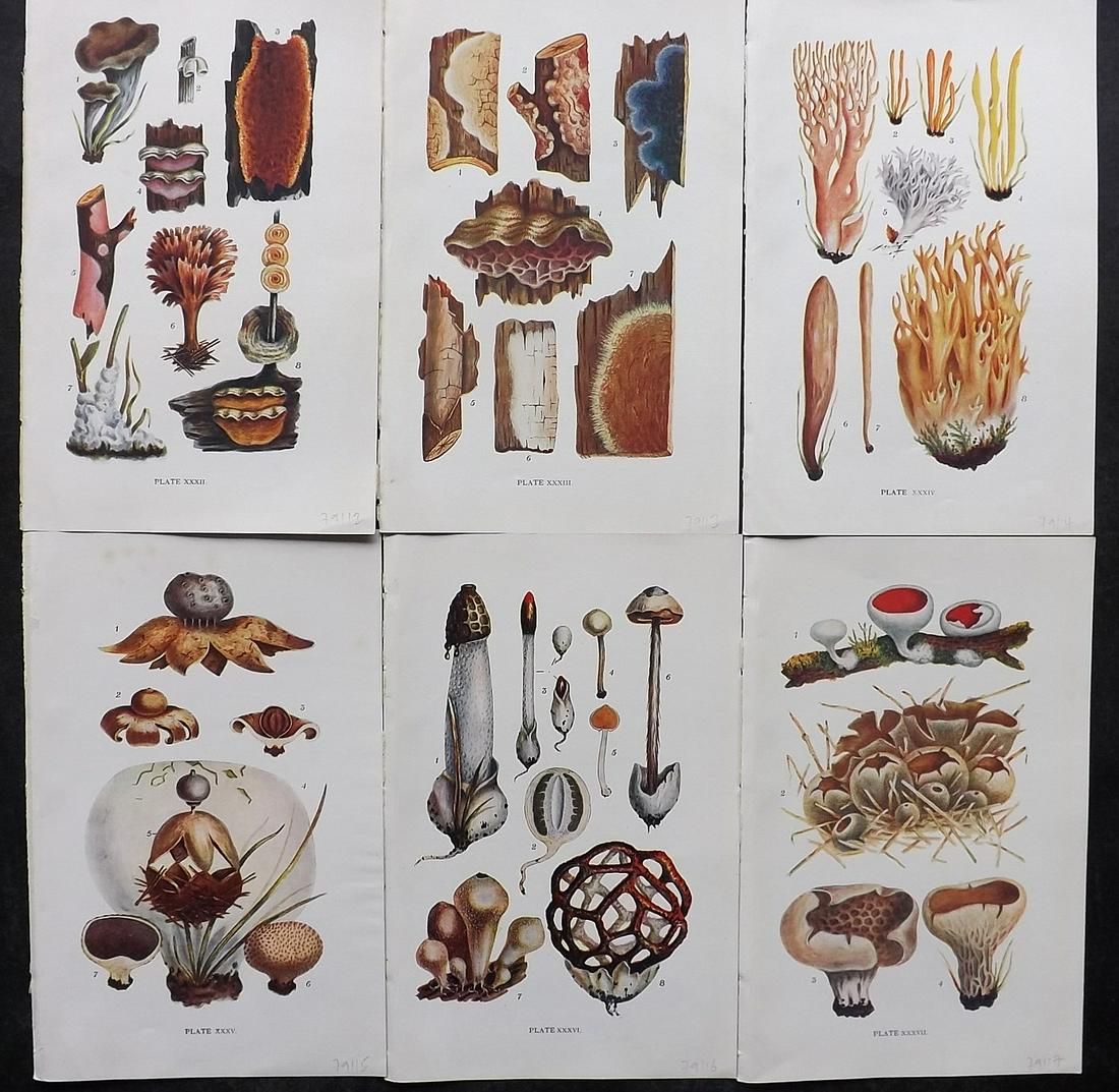 Massee, George 1911 Lot of 6 Antique Mushroom Prints: Offset Lithograph Published 1911, London for "British Fungi With a Chapter on Lichens" by George Massee. Paper Size: 8 x 5.5 inch (20 x 14cm) Good Condition
