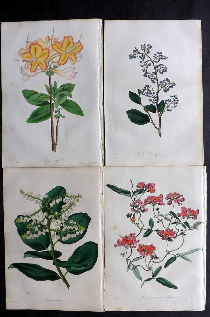 Paxton, Joseph 1836 Lot of 4 HCol Botanical Prints: Hand Colored Etchings Published 1834-49, London for "Paxton's Magazine of Botany" by Joseph Paxton. Paper Size: 9 x 6 inch (23 x 15cm) Minor background tone spots. Good Condition overall