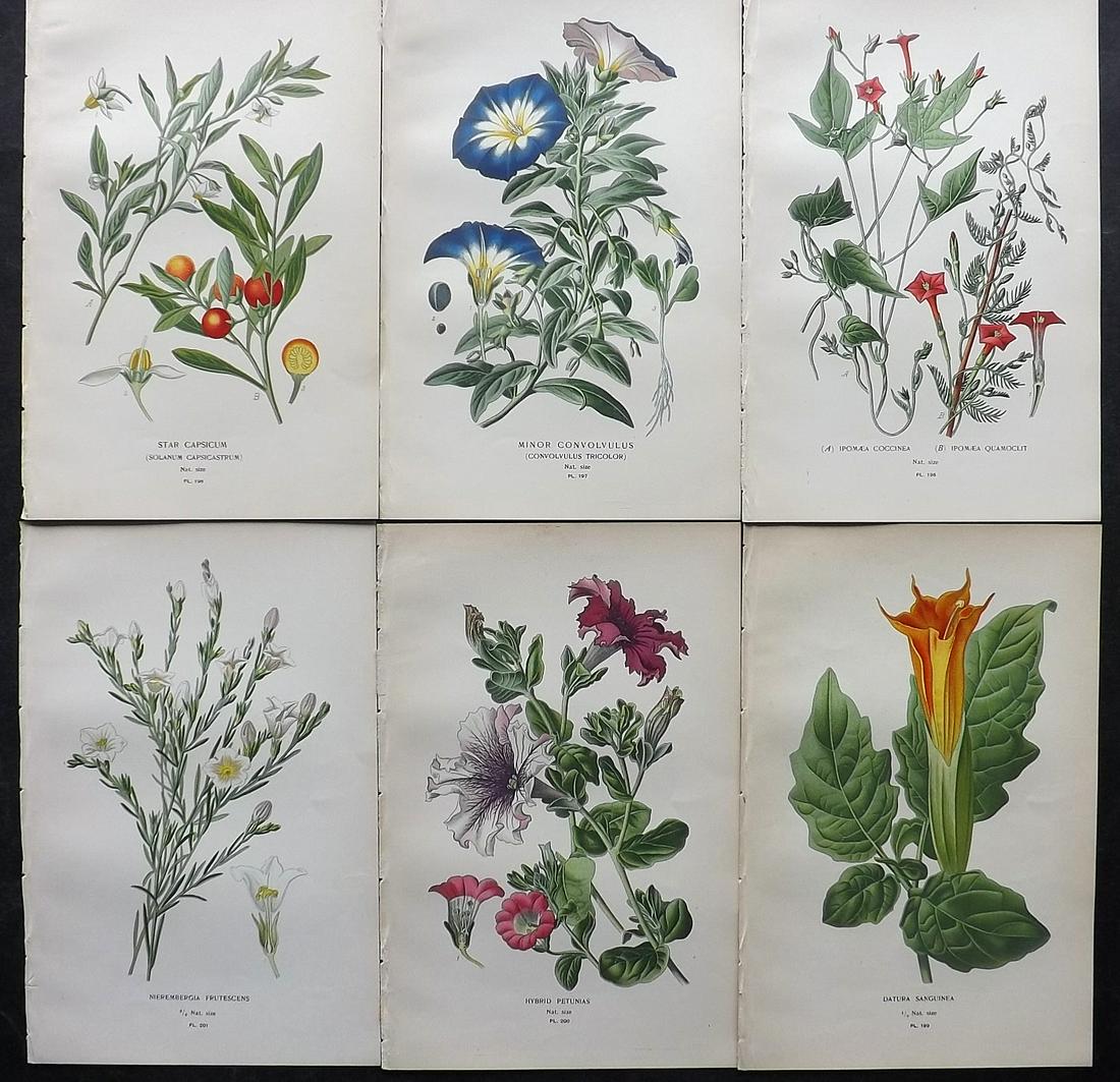 Step, Edward 1897 Lot of 6 Antique Botanical Prints: Chromolithographs Published 1896-97 by Frederick Warne & Co., London for "Favourite Flowers of Garden and Greenhouse" by Edward Step and William Watson. Paper Size: 9.5 x 6 inch (24 x 15cm) Good Condi