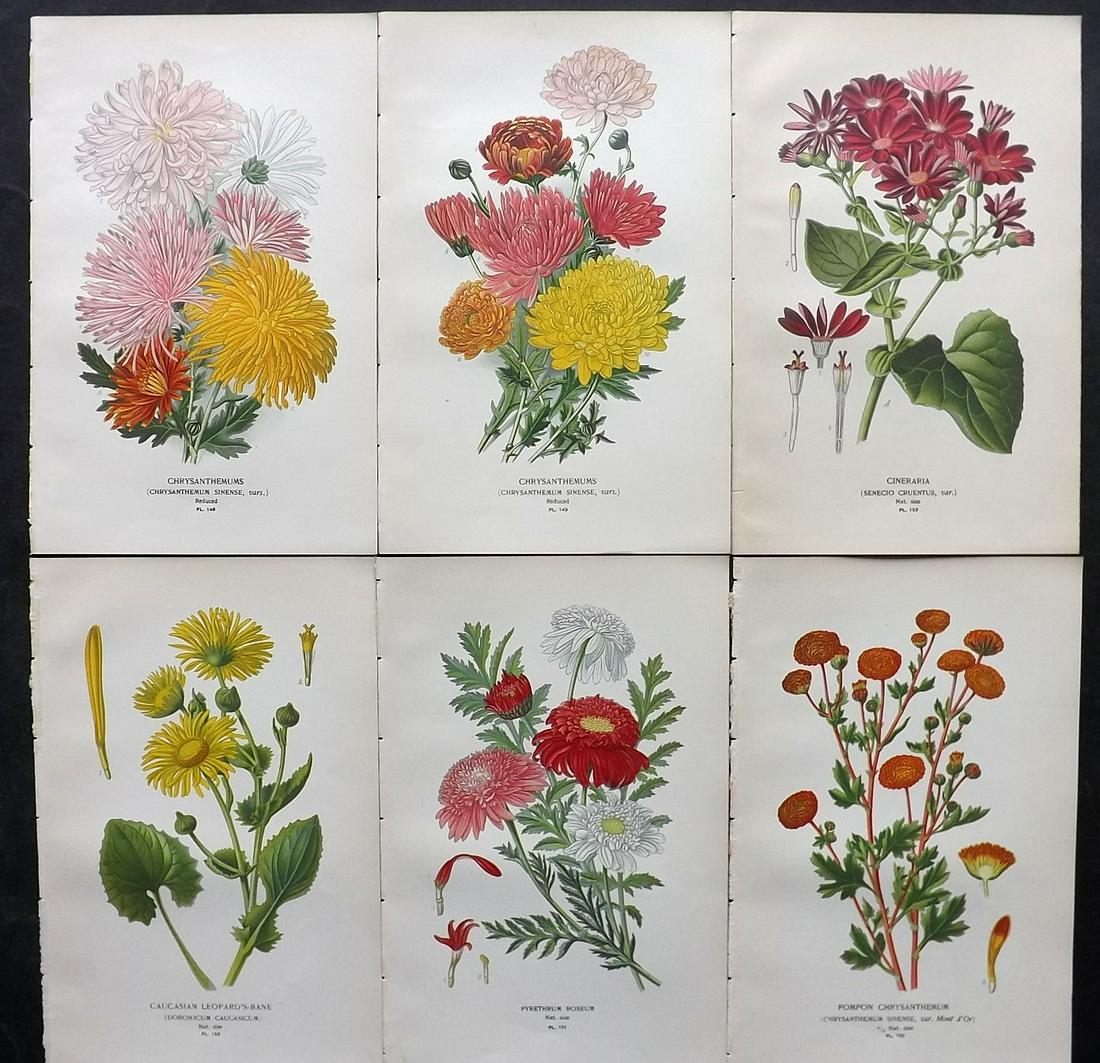 Step, Edward 1897 Lot of 6 Antique Botanical Prints: Chromolithographs Published 1896-97 by Frederick Warne & Co., London for "Favourite Flowers of Garden and Greenhouse" by Edward Step and William Watson. Paper Size: 9.5 x 6 inch (24 x 15cm) Good Condi