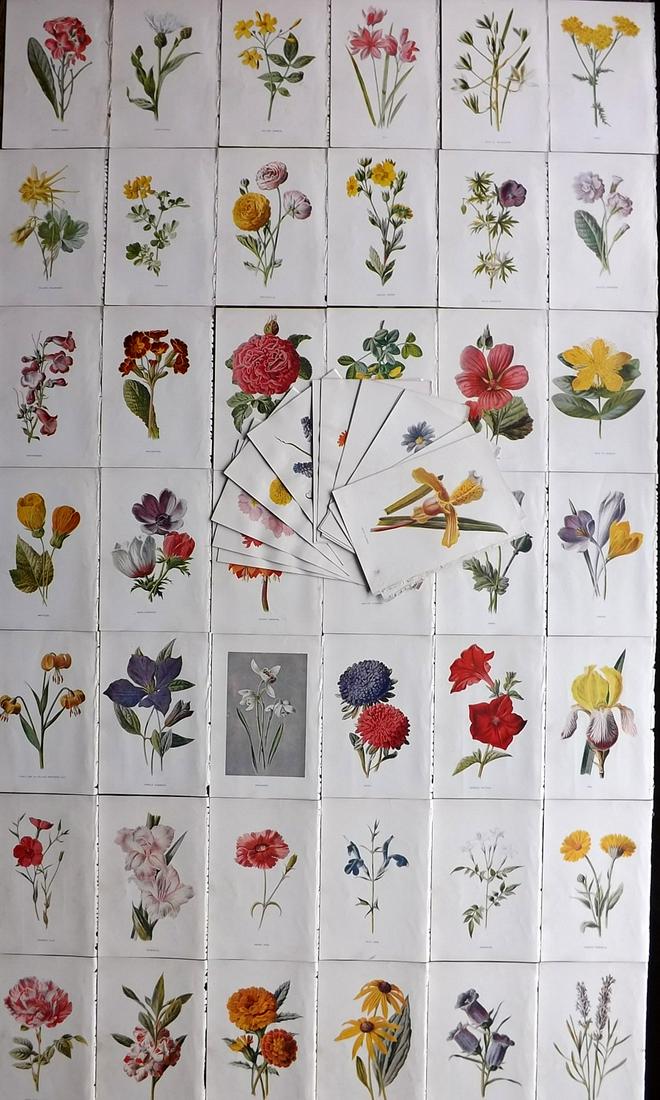 Hulme, Edward C1900 Lot of 60 Botanical Prints. Garden Flowers (1 of 15)