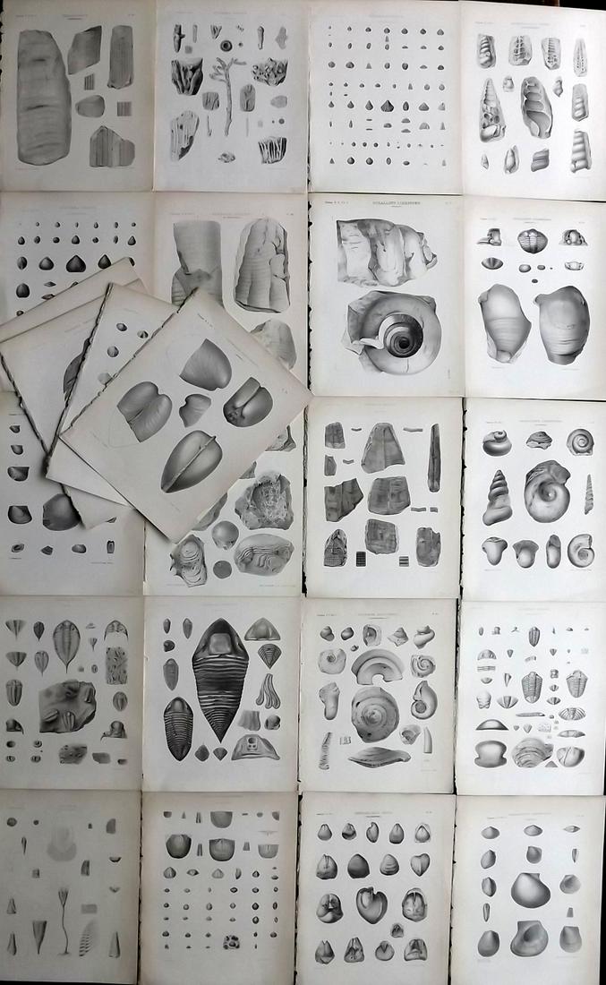 Paleontology of New-York 1852 Lot 24 Fossil Prints: Aquatints and/or Lithographs Published 1852, Albany for the "Palaeontology of New-York" by James Hall. Part of the "Natural History of New York" series. Paper Size: 11.5 x 9 inch (29 x 23cm) Good Cond